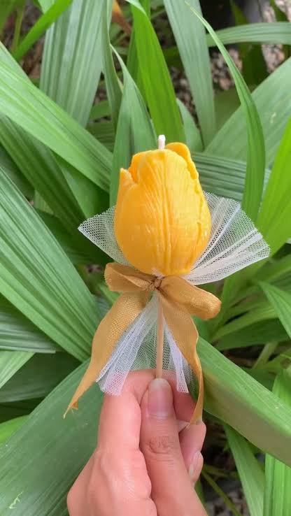 Tulip rose with delicacy